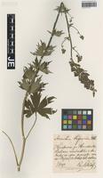 Syntype of Aconitum thyraicum Błocki [family RANUNCULACEAE]