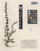 Syntype of Rumex pulcher L. forma macrodontus Hausskn. [family POLYGONACEAE]