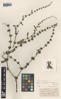 Syntype of Rumex pulcher L. subspecies anodontus (Hausskn.) Rech. f. [family POLYGONACEAE]