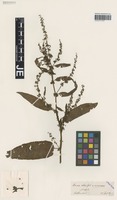 Syntype of Rumex dufftii Hausskn. forma sterilis Hausskn. [family POLYGONACEAE]