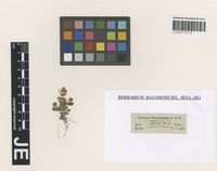 Isotype of Trifolium biasolettii Steud. & Hochst. [family FABACEAE]