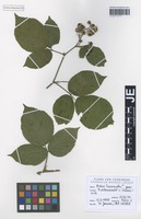 Paratype of Rubus exarmatus H. E. Weber & W. Jansen [family ROSACEAE]