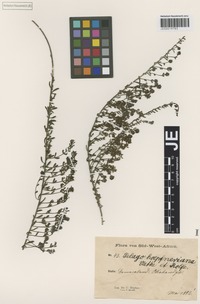 Isolectotype of Selago hoepfneri Rolfe [family SCROPHULARIACEAE]