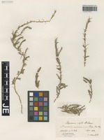 Syntype of Polycnemum majus A. Braun [family AMARANTHACEAE]