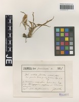 Original material of Iris melitta Janka [family IRIDACEAE]