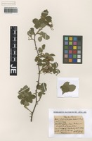 Type? of Rosa uriensis Lagger & Puget species addensis R. Keller [family ROSACEAE]