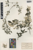 Syntype of Iresine discolor Greenm. [family AMARANTHACEAE]