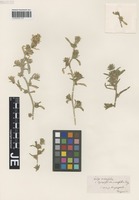 Type? of Corispermum crassifolium Turcz. [family CHENOPODIACEAE]