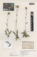 Syntype of Hieracium chondrillifolium Fr. subspecies subspeciosum (Nägeli ex Prantl) Zahn [family ASTERACEAE]