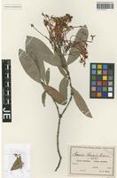 Isotype of Ixora stolzii K. Krause [family RUBIACEAE]