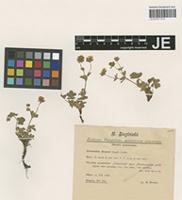 Syntype of Potentilla huteri Siegfr. ex Th. Wolf [family ROSACEAE]