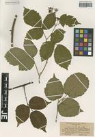 Isotype of Rubus oreades P. J. Müll. & Wirtg. [family ROSACEAE]