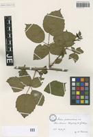 Syntype of Rubus pedemontanus Pinkw. [family ROSACEAE]