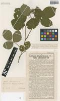 Syntype of Rubus pedemontanus Pinkw. [family ROSACEAE]