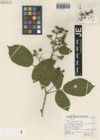 Isotype of Rubus tauni Schnedler & H. Grossh. [family ROSACEAE]