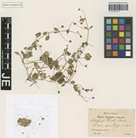Isotype of Saxifraga huetiana Boiss. [family SAXIFRAGACEAE]