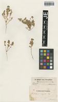 Type? of Halocharis hispida Bunge [family CHENOPODIACEAE]