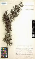 Isotype of Rochefortia oblanceata G. Klotz [family BORAGINACEAE]