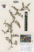 Isotype of Vicia amoena Fisch. ex Ser. _unranked angusta Freyn [family FABACEAE]