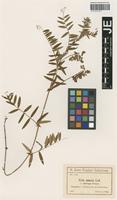 Isotype of Vicia amoena Fisch. ex Ser. _unranked oblonga Freyn [family FABACEAE]
