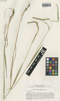 Type? of Hordeum bogdanii Wilensky [family POACEAE]