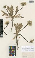 Isolectotype of Taraxacum maculatum Jord. [family ASTERACEAE]