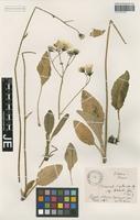 Isotype of Hieracium diaphanoides Lindeb. subspecies lehbertii Zahn [family ASTERACEAE]