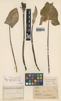 Holotype of Arum maculatum L. variety attenuatum Engl. [family ARACEAE]