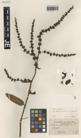 Syntype of Rumex pulcher L. variety microdon Hausskn. [family POLYGONACEAE]