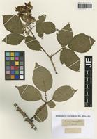Type? of Rubus rhombifolius Weihe [family ROSACEAE]