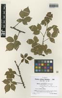 Syntype of Rubus pyramidalis Kaltenb. variety sitiens H. Hofm. ex Sudre [family ROSACEAE]