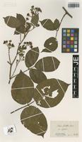 Type? of Rubus guentheri Weihe & Nees [family ROSACEAE]