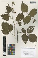 Type? of Rubus foliosus Weihe & Nees [family ROSACEAE]
