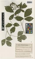 Isotype of Rubus prechtelsbaueri Utsch [family ROSACEAE]