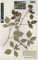 Isotype of Rubus radula Weihe variety gracilis G. Braun [family ROSACEAE]