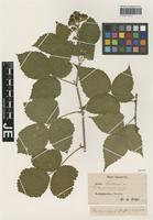 Type? of Rubus sendtneri Progel [family ROSACEAE]