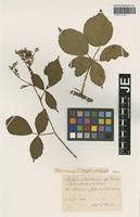 Isotype of Rubus bertramii G. Braun [family ROSACEAE]