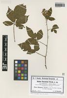 Isotype of Rubus baenitzii Utsch [family ROSACEAE]