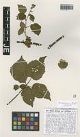 Isotype of Rubus plicatus Weihe & Nees variety latifolius G. Braun [family ROSACEAE]