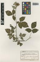 Syntype of Rubus winteri (P. J. Müll. ex Focke) Foerster [family ROSACEAE]