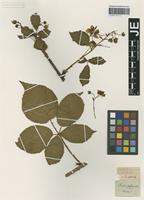 Type? of Rubus fastigiatus Weihe & Nees [family ROSACEAE]