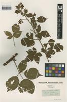 Type? of Rubus koehleri Weihe & Nees [family ROSACEAE]