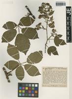 Isotype of Rubus silvaticus Weihe & Nees forma teutoburgensis G. Braun [family ROSACEAE]