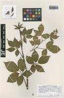 Syntype of Rubus silvaticus Weihe & Nees forma ambiguus G. Braun [family ROSACEAE]