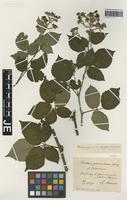 Syntype of Rubus pannosus P. J. Müll. & Wirtg. forma holosericeus Braeucker [family ROSACEAE]