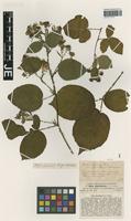 Isotype of Rubus glandithyrsos G. Braun [family ROSACEAE]