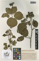Isotype of Rubus infestus Weihe forma rectispina G. Braun [family ROSACEAE]