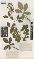 Syntype of Rubus platyacanthus Utsch ex P. Demandt [family ROSACEAE]