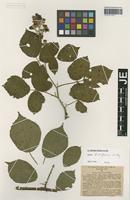 Syntype of Rubus dechenii Wirtg. [family ROSACEAE]