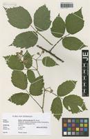 Holotype of Rubus schleicheriformis W. Jansen [family ROSACEAE]